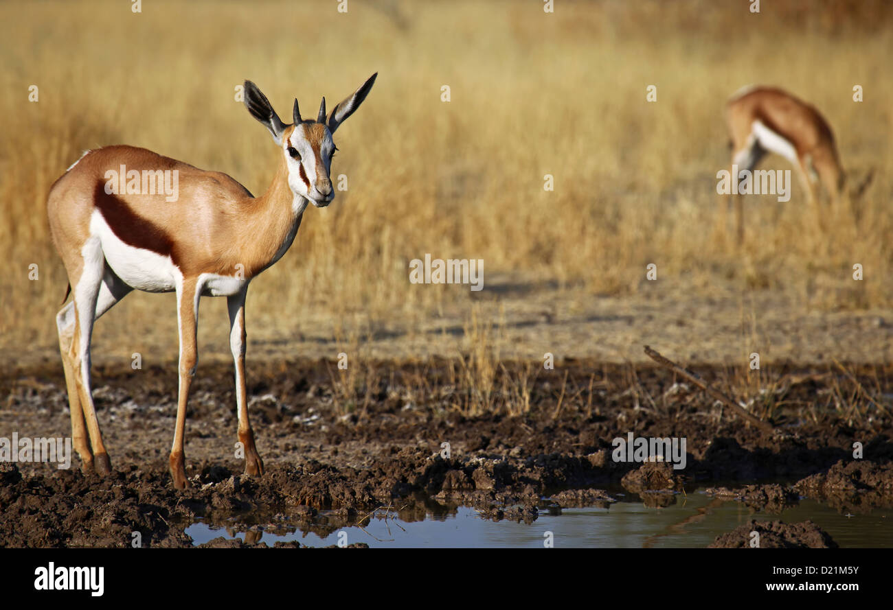 Springbock, Central Kalahari Game Reserve, Botsuana, Tierwelt Stockfoto