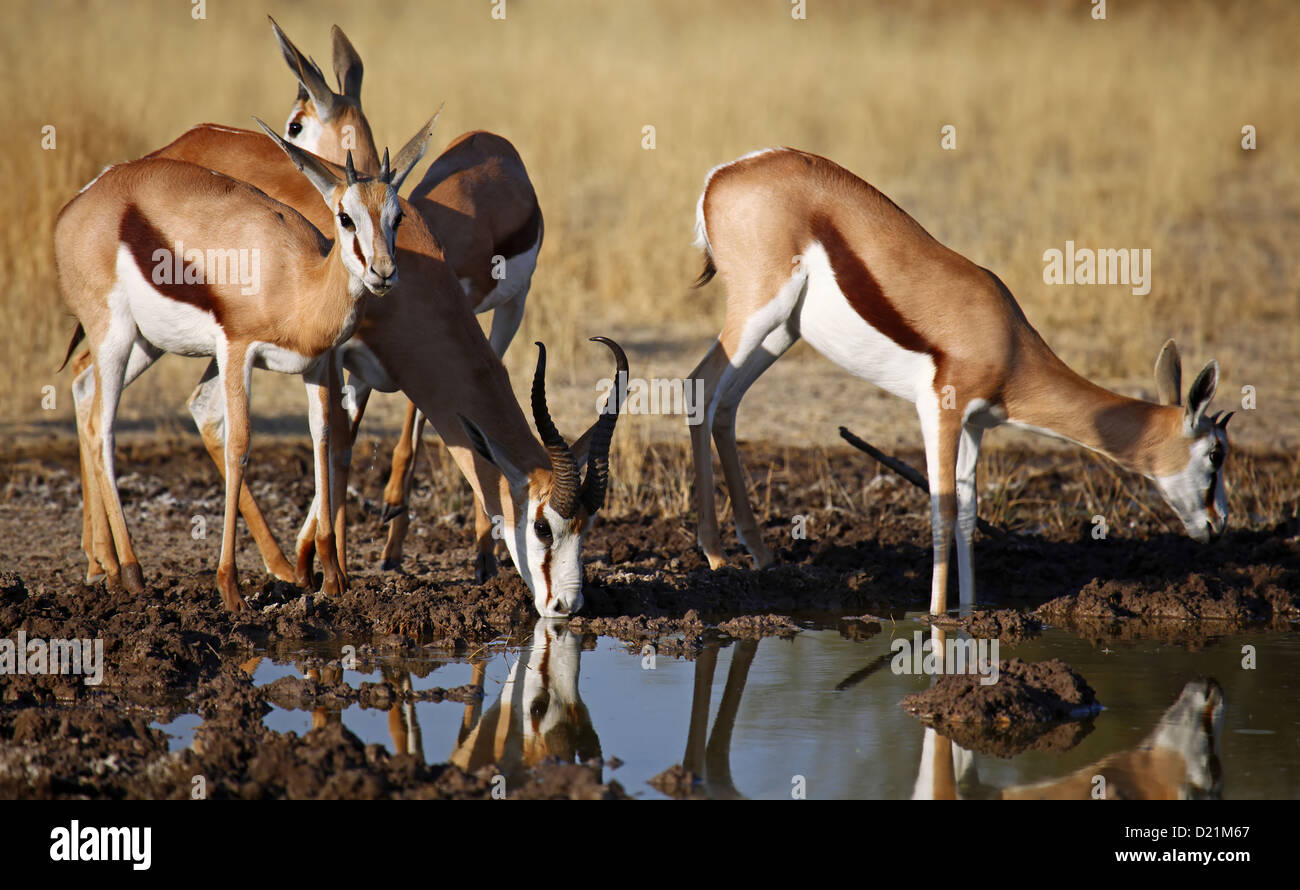 Springböcke, Central Kalahari Game Reserve, Botsuana, Tierwelt Stockfoto