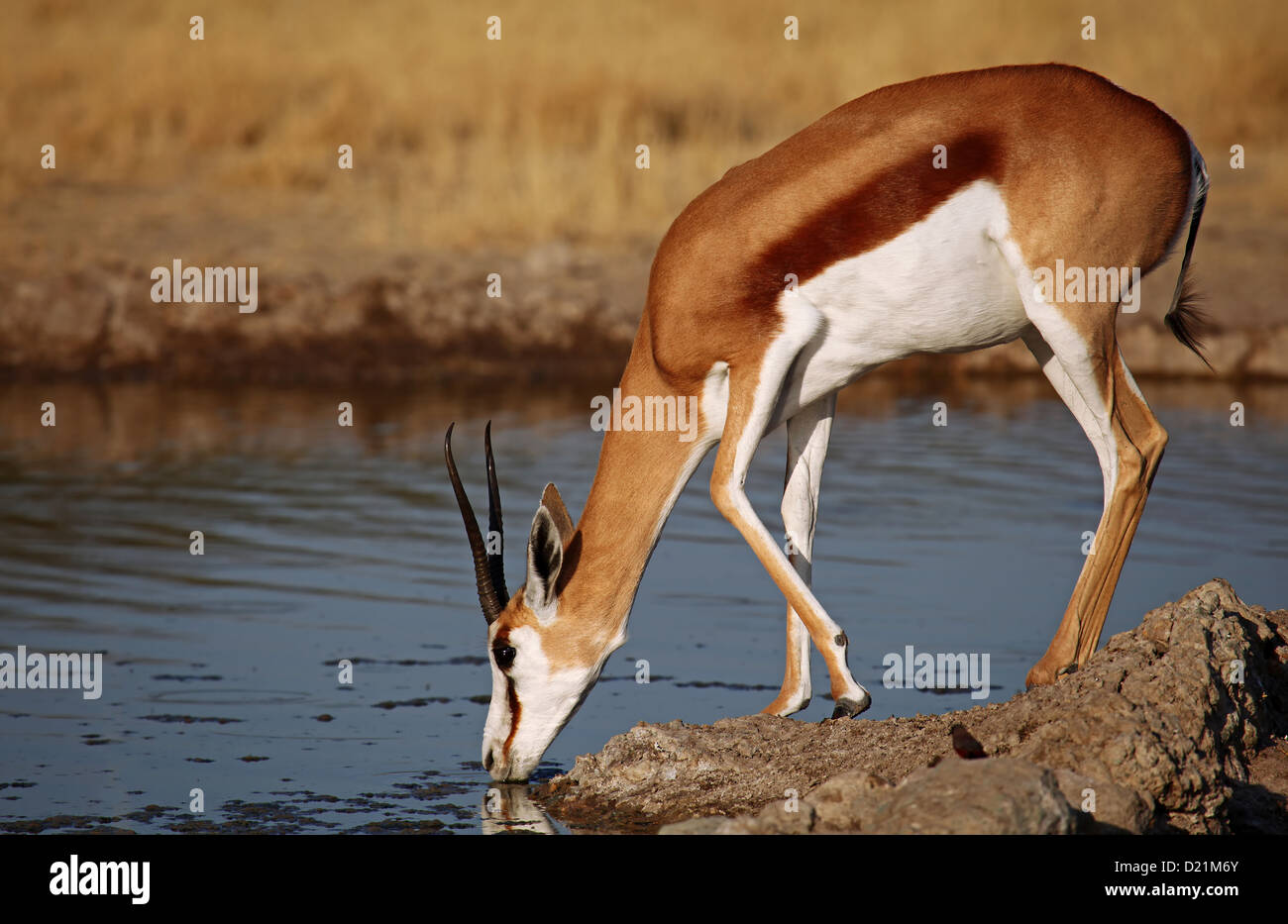 Springbock, Central Kalahari Game Reserve, Botsuana, Tierwelt Stockfoto