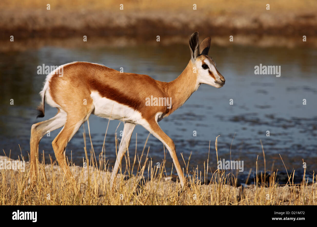 Springbock, Central Kalahari Game Reserve, Botsuana, Tierwelt Stockfoto