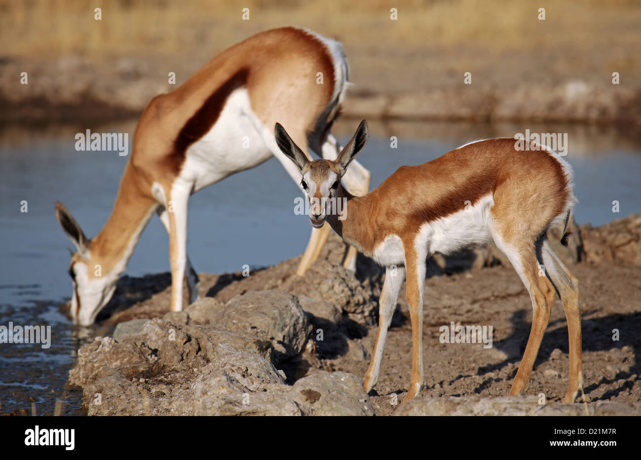 Springböcke, Central Kalahari Game Reserve, Botsuana, Tierwelt Stockfoto