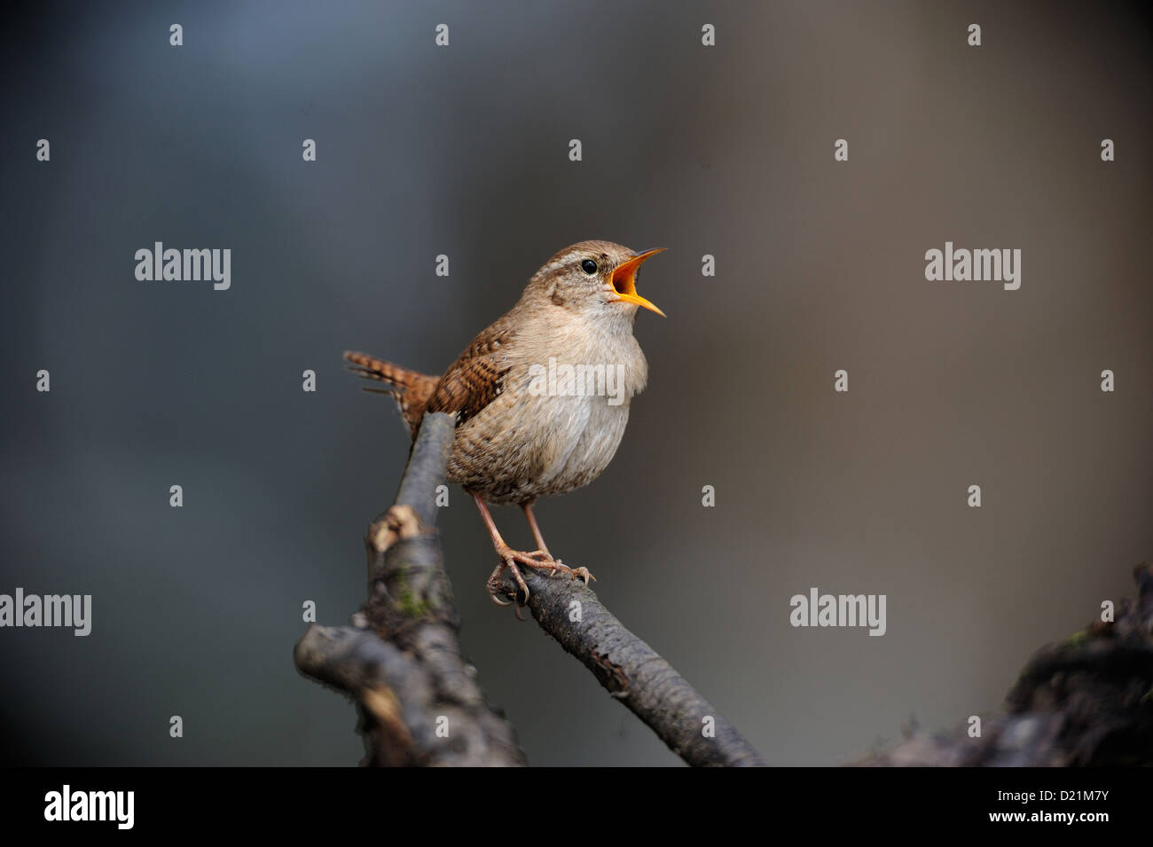 Zaunkoenig (Trogldytes Troglodytes) Winter Wren, nördlichen Wren • Bayern, Deutschland, Deutschland Stockfoto