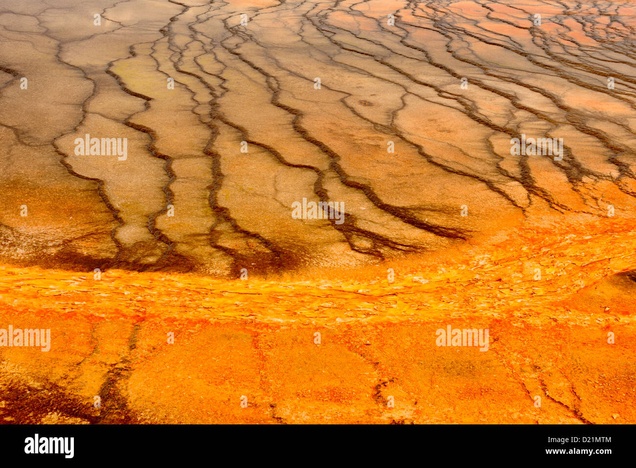 Thermophile Algen Kolonien in der Nähe von Grand Prismatic Spring, Yellowstone National Park, Wyoming, USA Stockfoto
