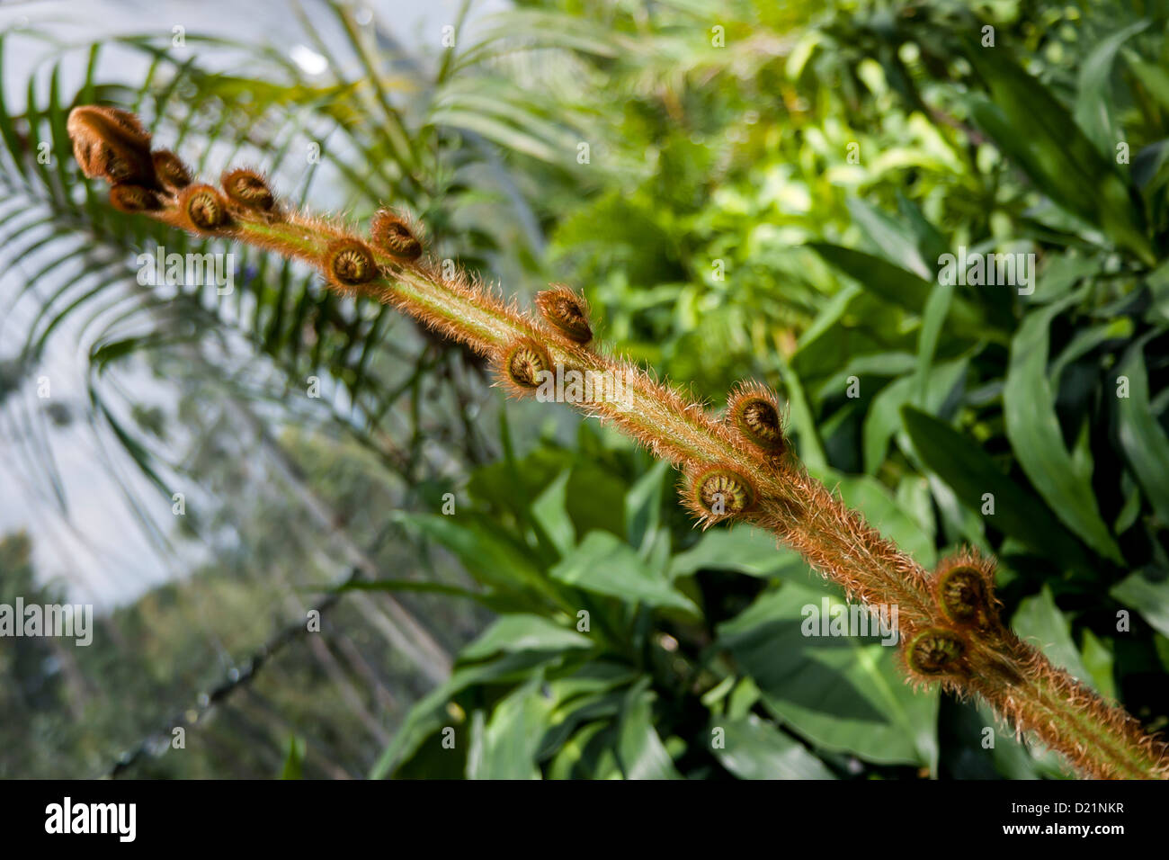 Cute Nahaufnahme von Pteridophyta auf Natur Hintergrund Stockfoto