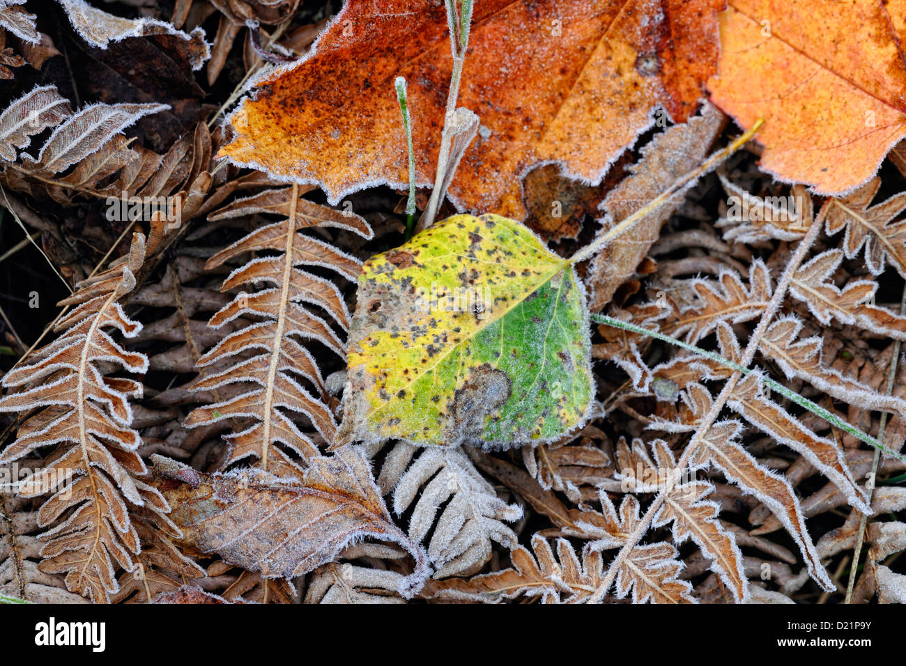 Mattierte Ahorn und Espe Blätter an Adlerfarn Farn Wedel, Greater Sudbury, Ontario, Kanada Stockfoto