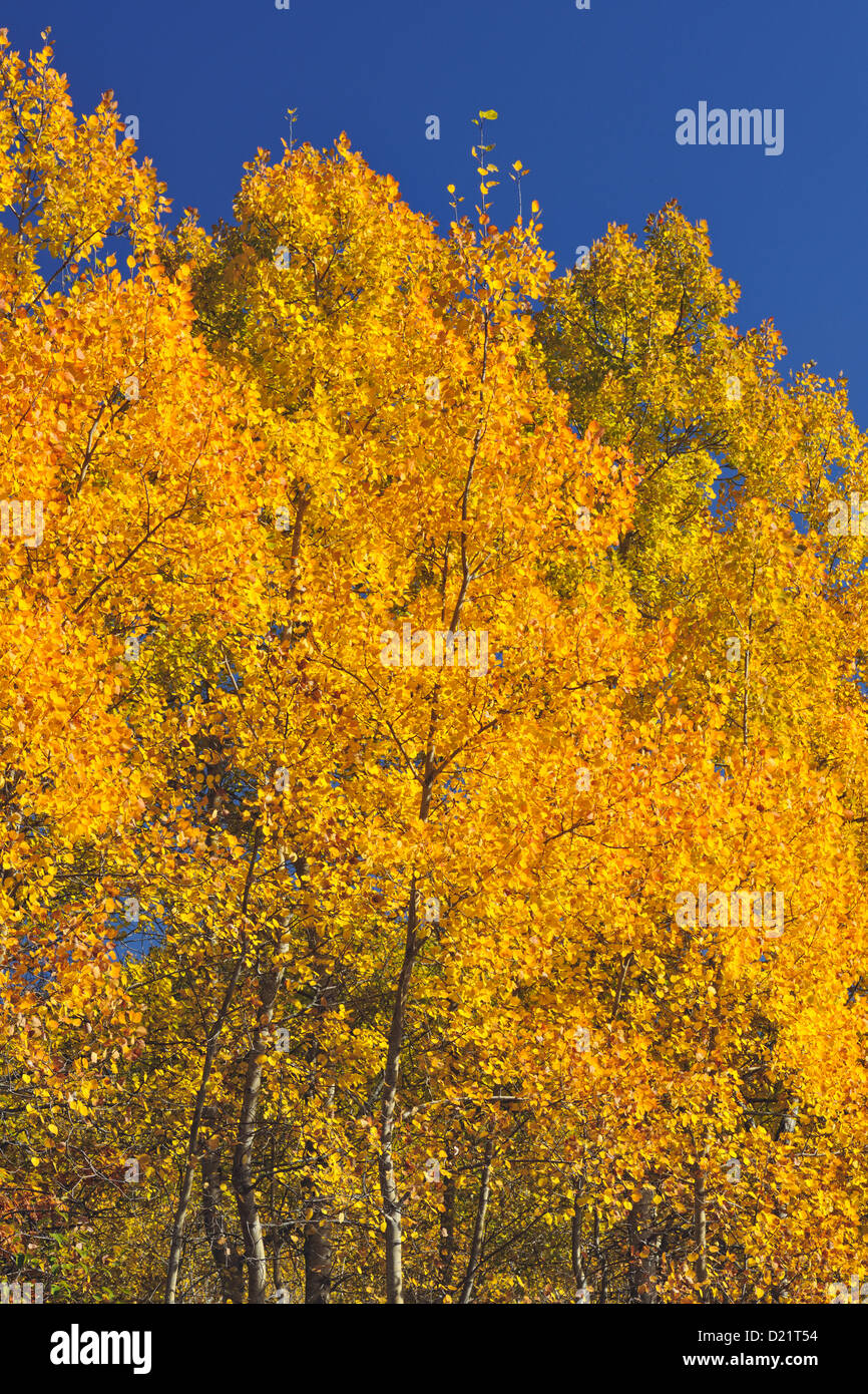 Zitternde Espe (Populus Tremuloides) Herbstlaub, Greater Sudbury, Ontario, Kanada Stockfoto