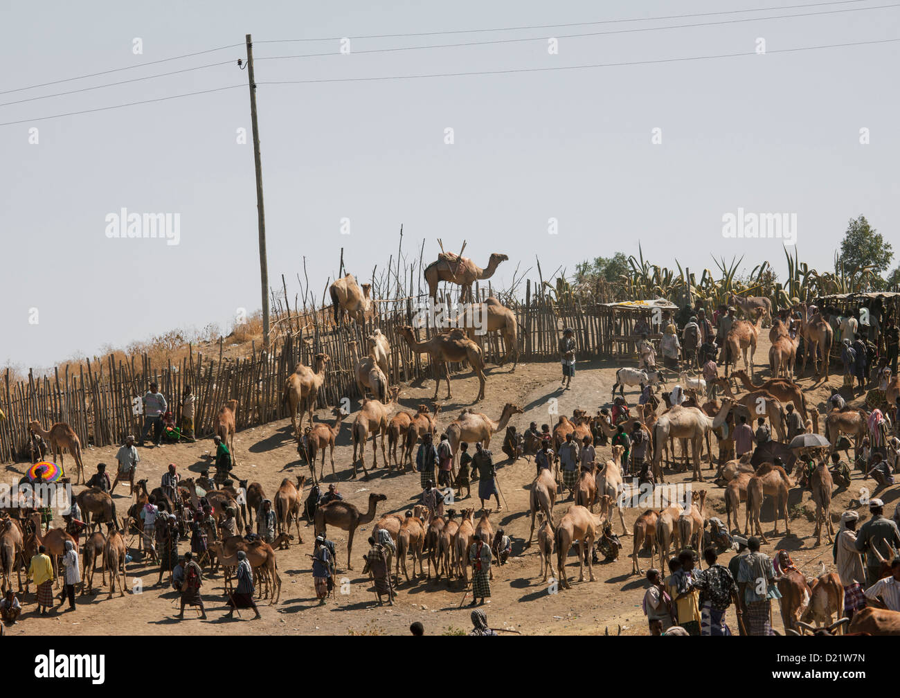 Kamelmarkt, Bati, Amhara Region, Äthiopien Stockfoto