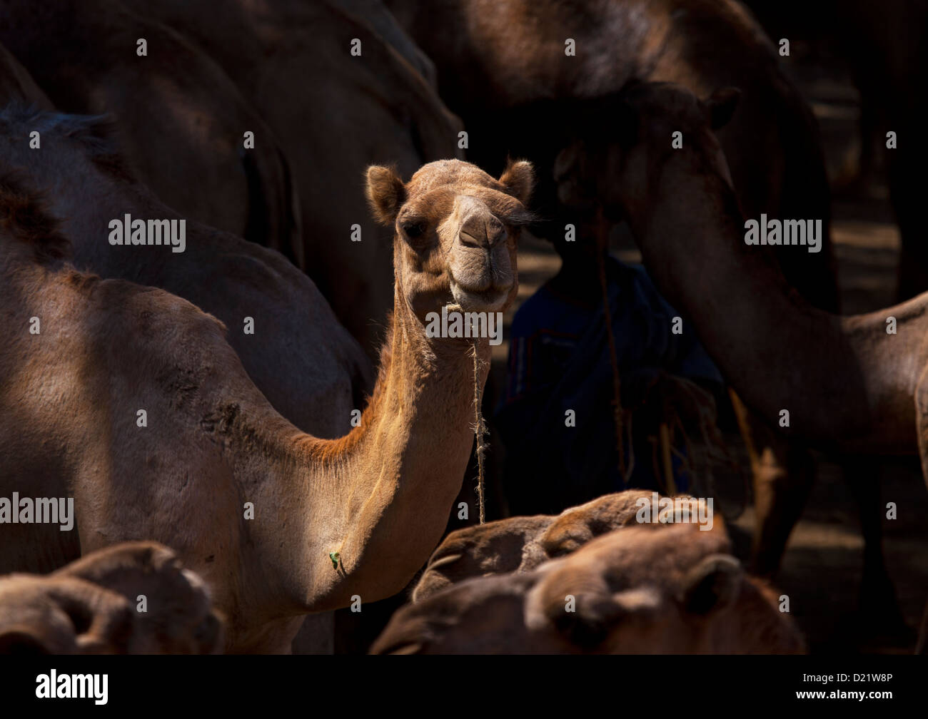 Kamelmarkt, Bati, Amhara Region, Äthiopien Stockfoto