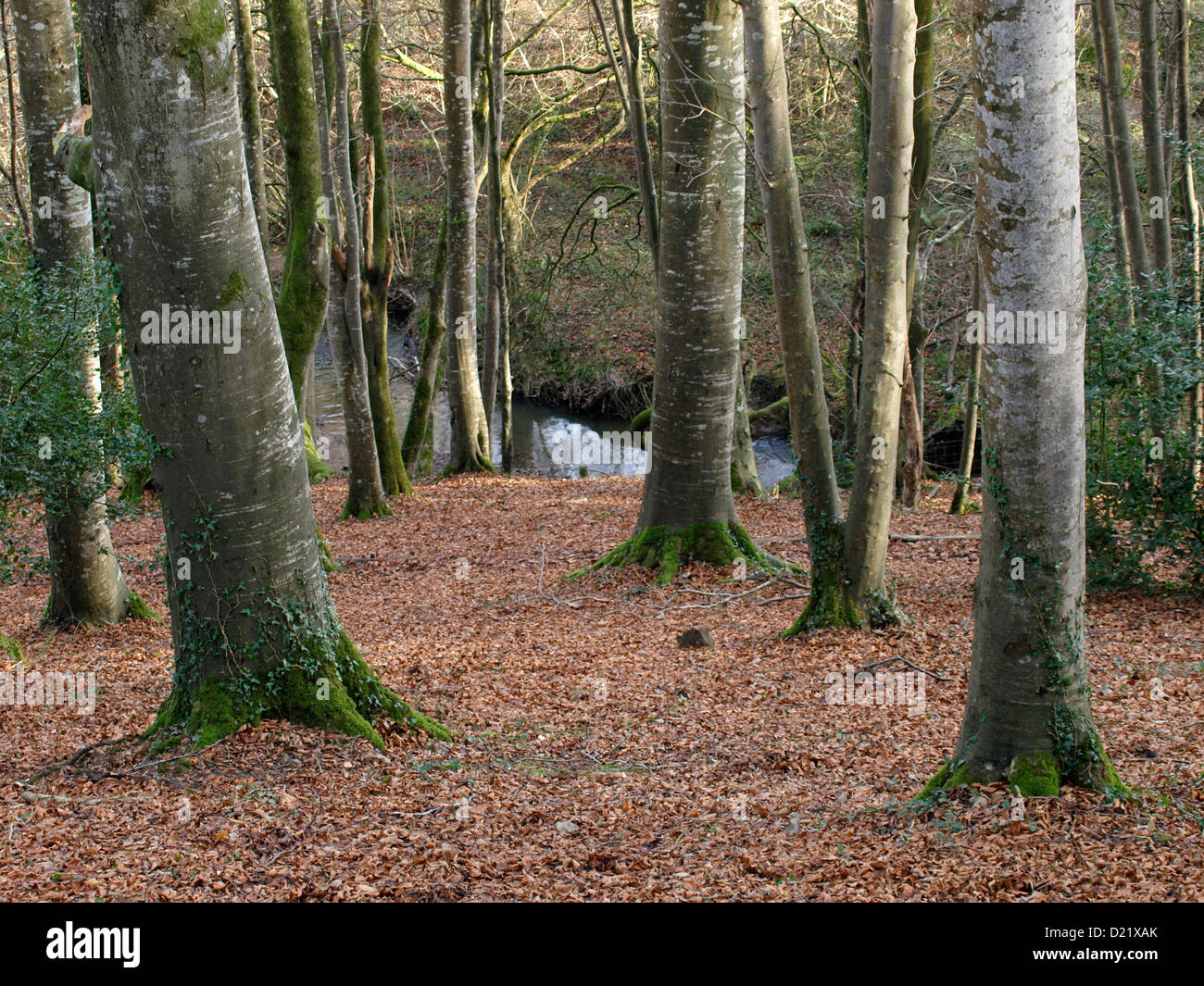 Woodland-Tal mit einem Strom an der Unterseite im Winter, Cornwall, UK Stockfoto