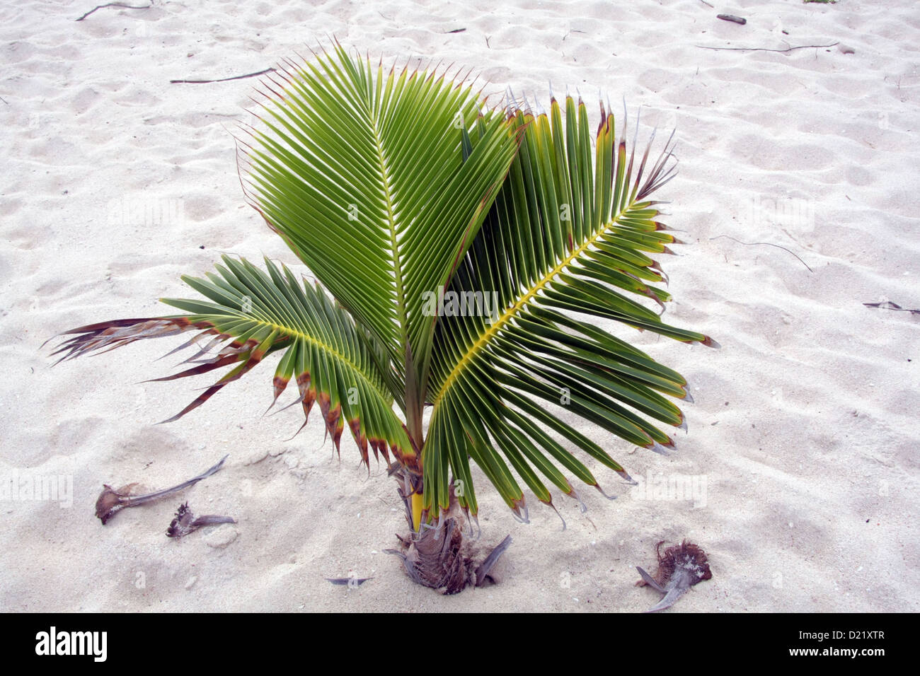 eine kleine Junge Palme in Barbados, nicht mehr als 20 Zoll hoch Stockfoto