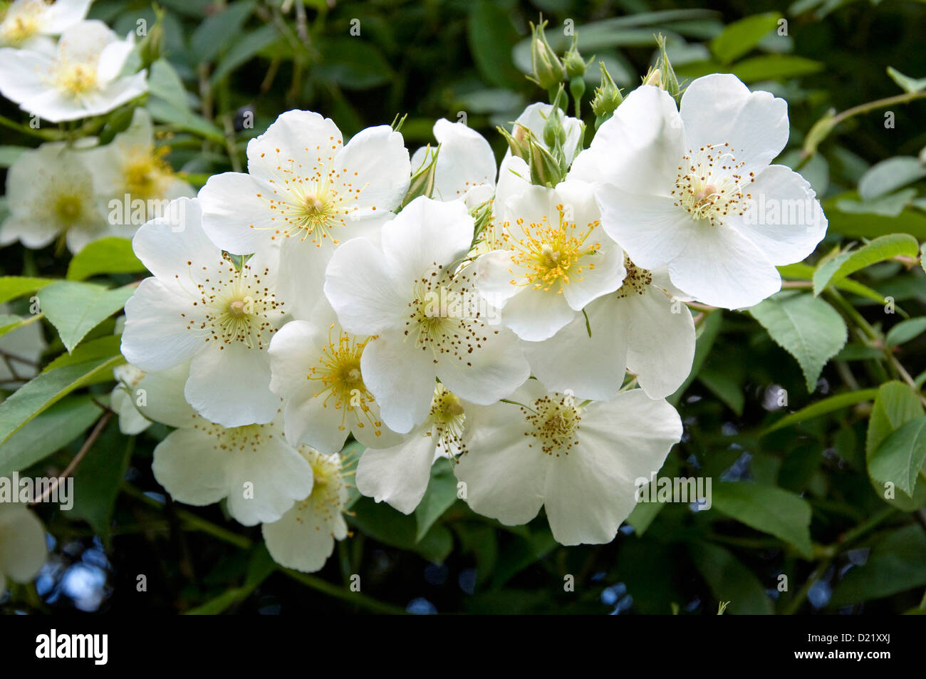 Rambling Rector Rose rosa Stockfoto