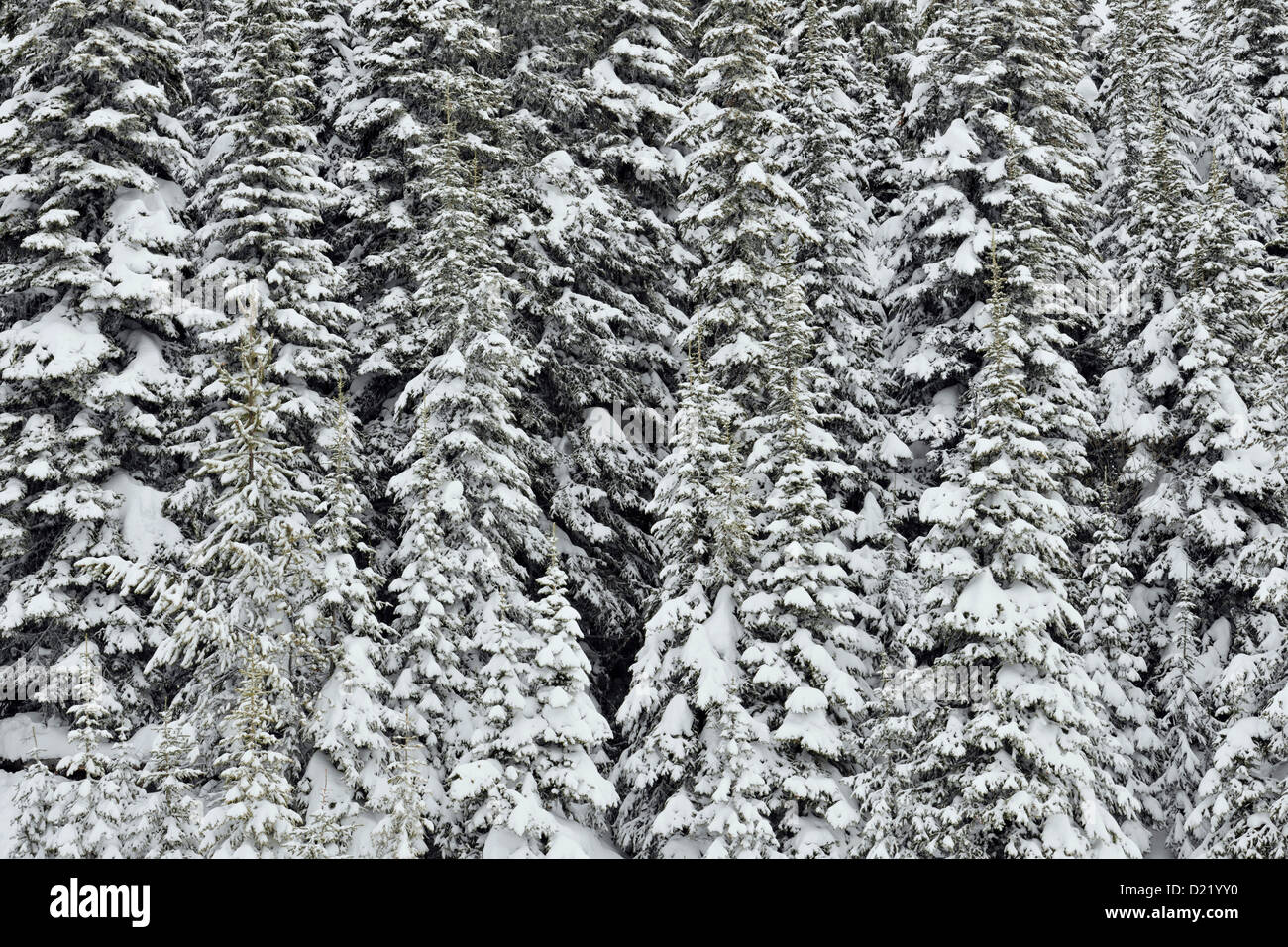 Lodgepole Pine (Pinus Contorta) Wald mit frischem Schnee, Vernon, BC, Kanada Stockfoto