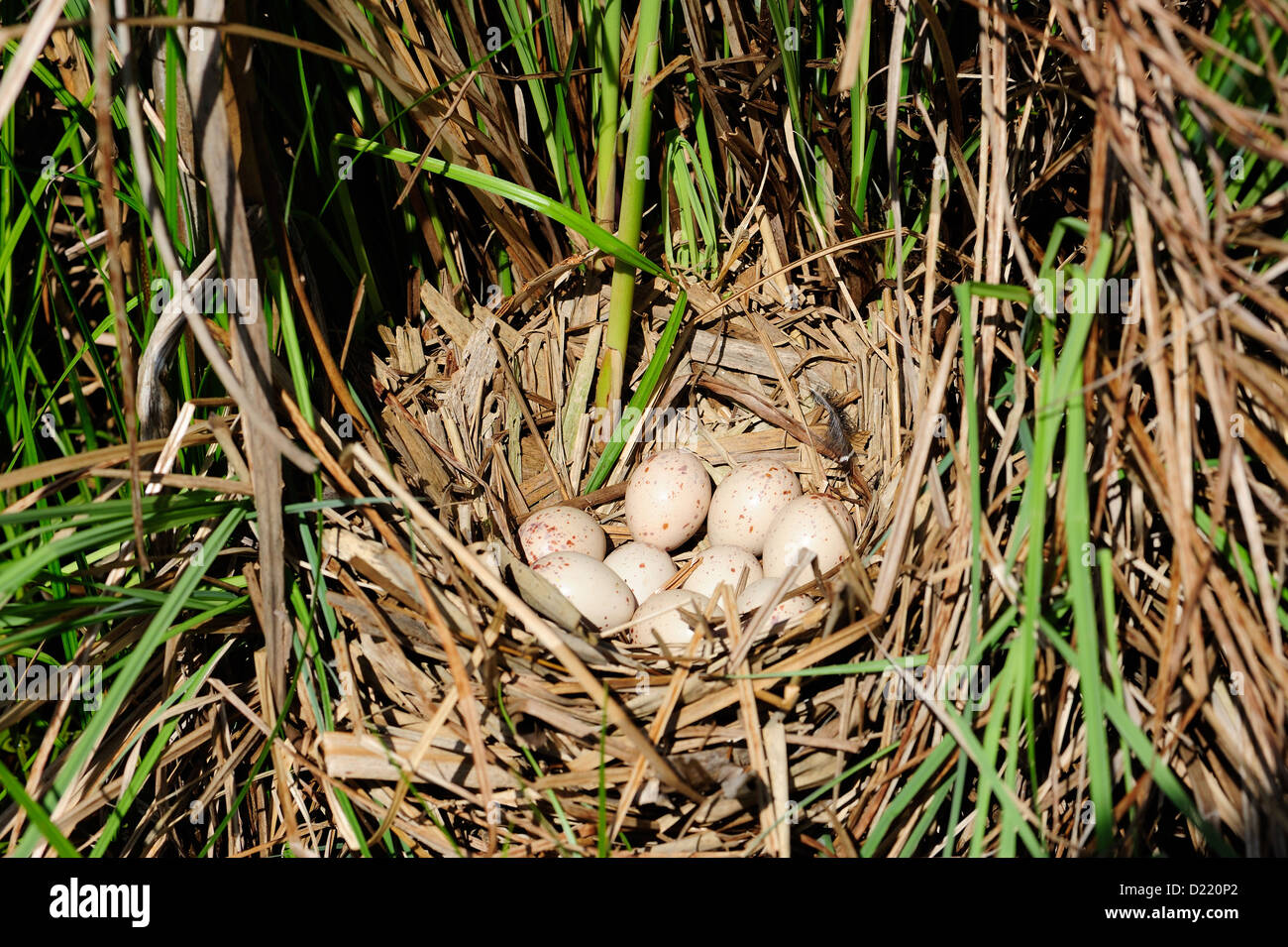 Wasserralle, Gelege – Wasser-Schiene, Eiern • Bayern; Deutschland Stockfoto