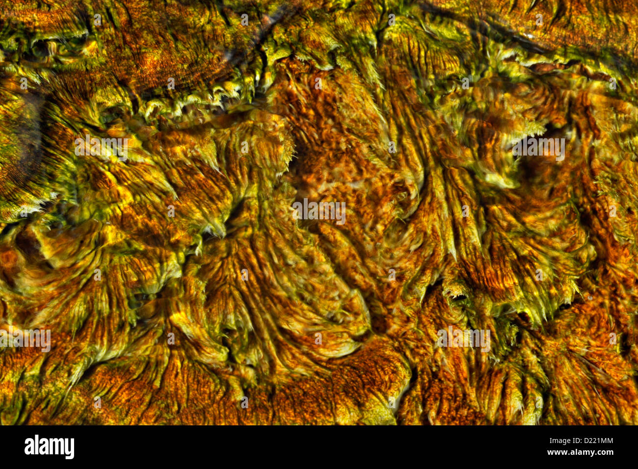 Thermophile Algen und Bakterien in der oberen Terrassen in Mammoth Hot Springs, Yellowstone National Park, Wyoming, USA Stockfoto