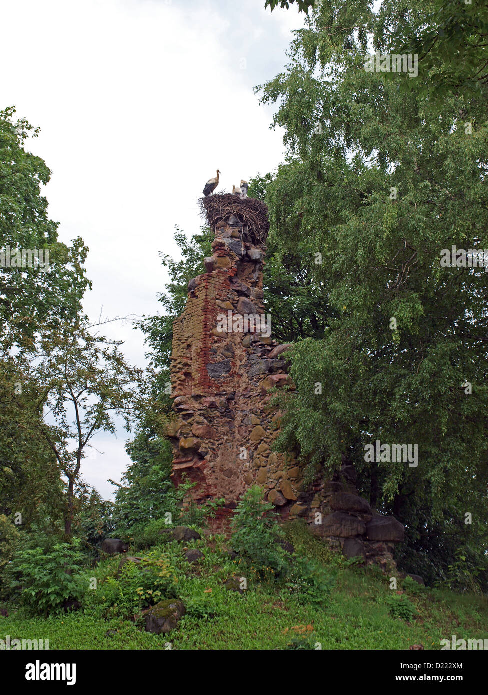 Zwei Störche im Nest auf der alten Burg Ruinen Unterseite Stockfoto