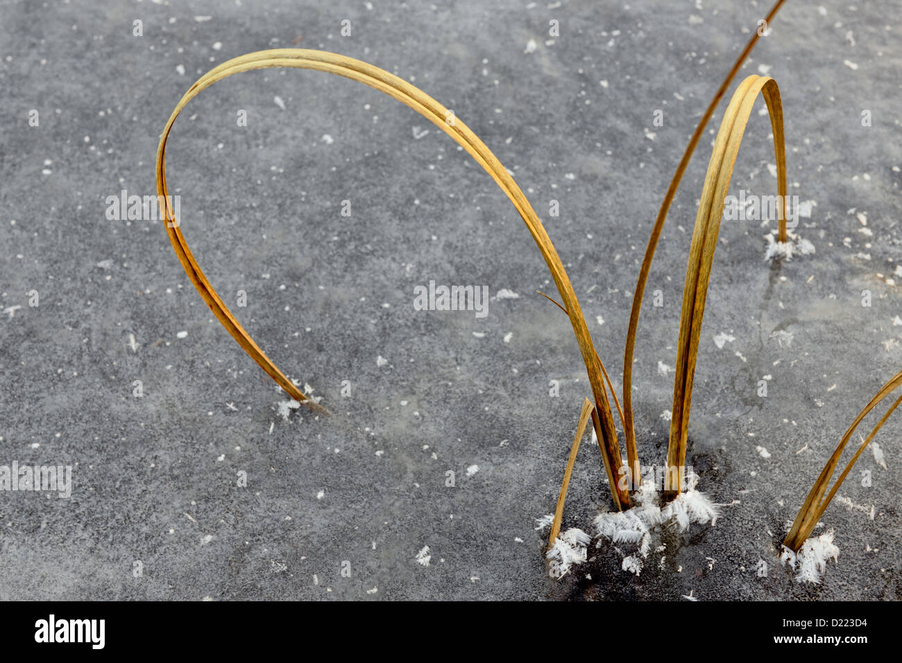 Marsh Gräser eingebettet in einem zugefrorenen Teich Biber, größere Sudbury (lebendig), Ontario, Kanada Stockfoto