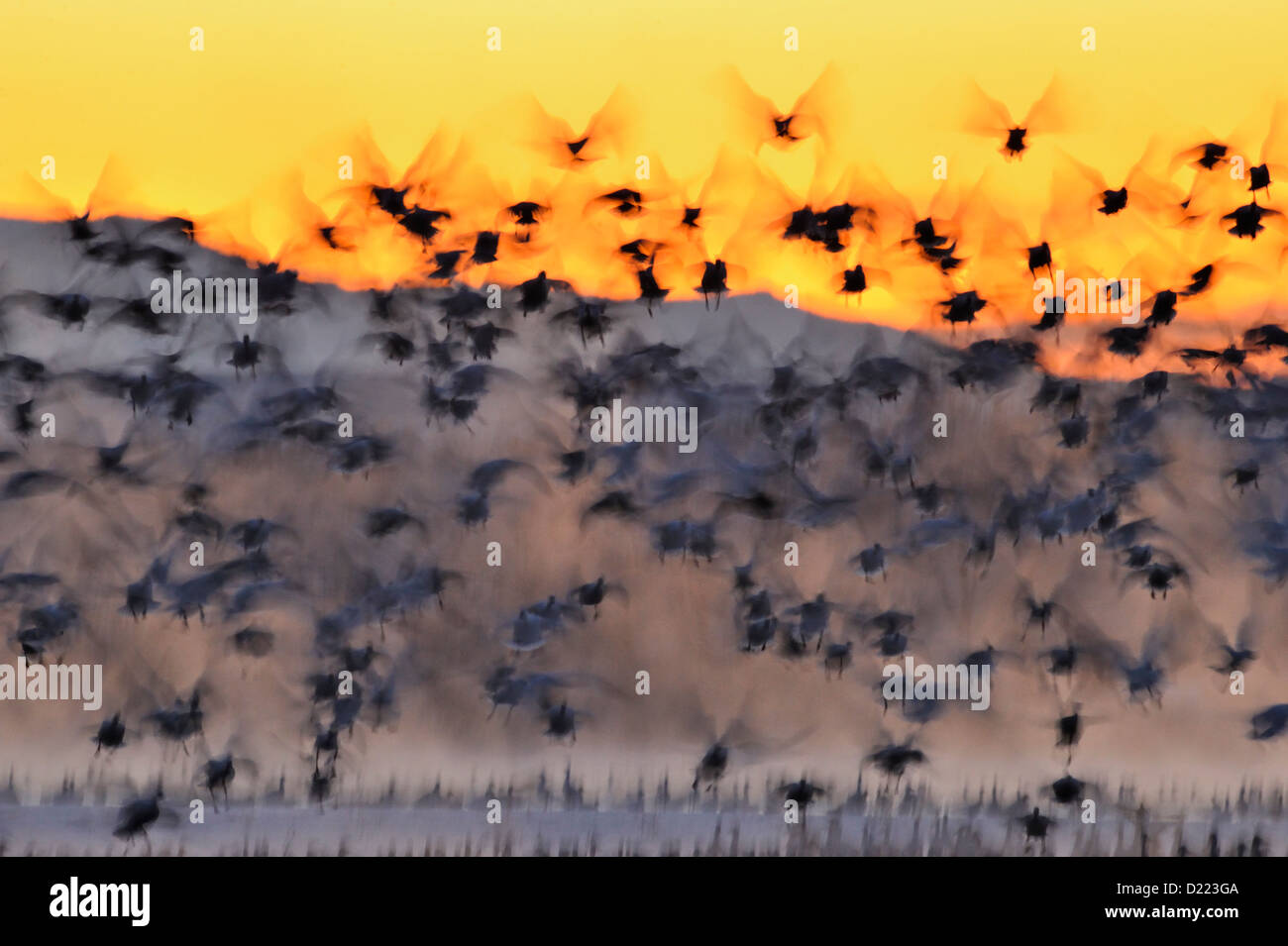 Schneegans (Chen Caerulescens) Herde entsteigen Übernachtung Schlafplatz Teiche, Bosque del Apache NWR, New Mexico, USA Stockfoto