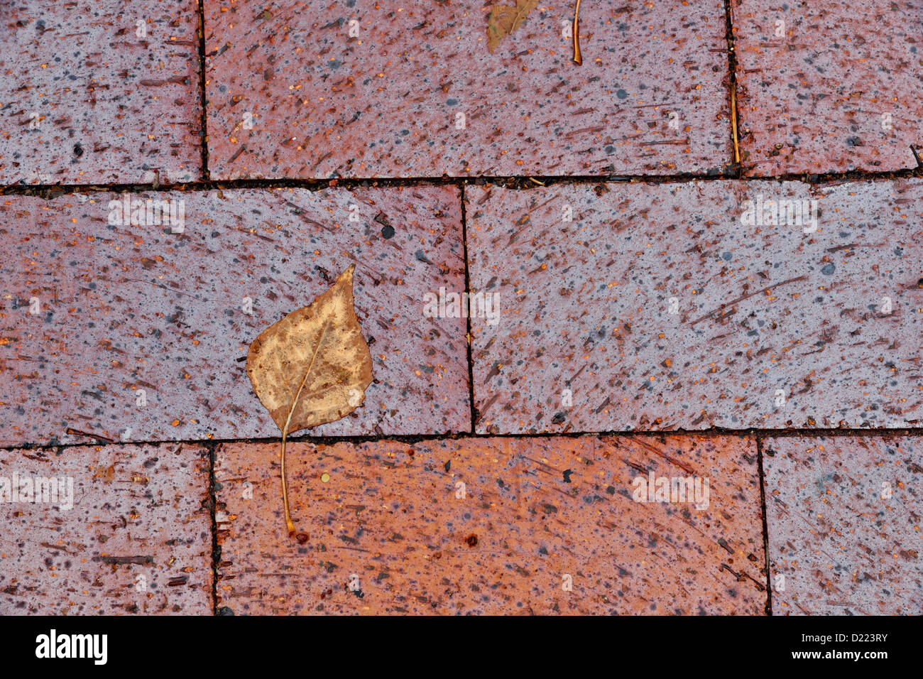 Ziegel-Pflastersteine im Bürgersteig in der Innenstadt von Santa Fe mit  gefallenen Pappel Blätter, Santa Fe, New Mexico, USA Stockfotografie - Alamy