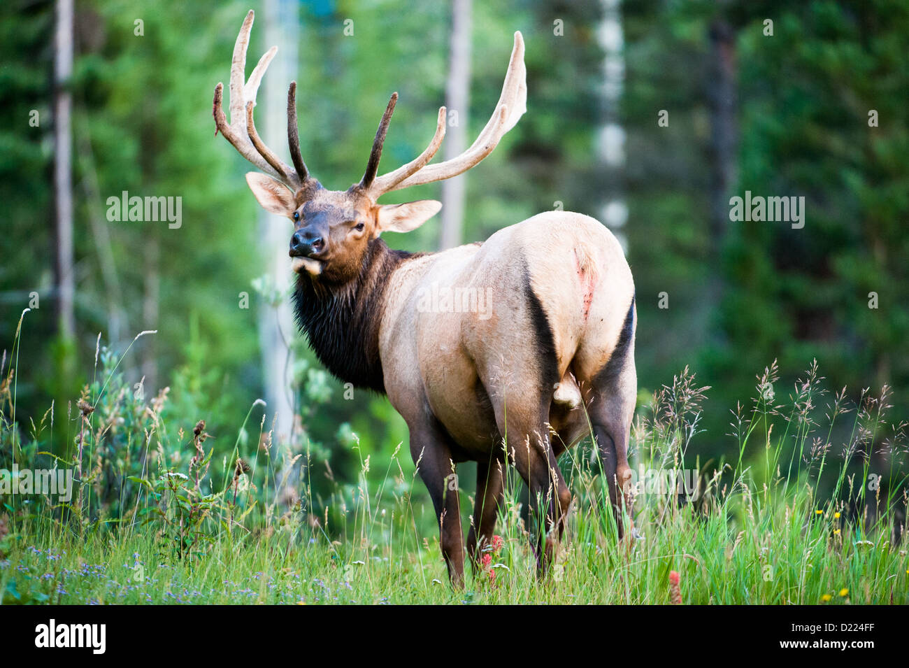 Rocky Mountain Elk (lat. Cervus Canadensis) in den Wäldern von Banff Nationalpark, Alberta, Kanada Stockfoto