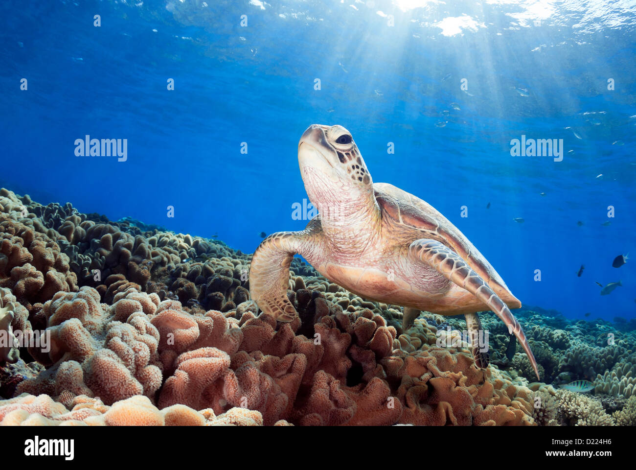 Green Sea Turtle Chelonia Mydas schwimmen über ein Korallenriff, Coral Sea, Great Barrier Reef, Pazifik, Queensland, Australien Stockfoto