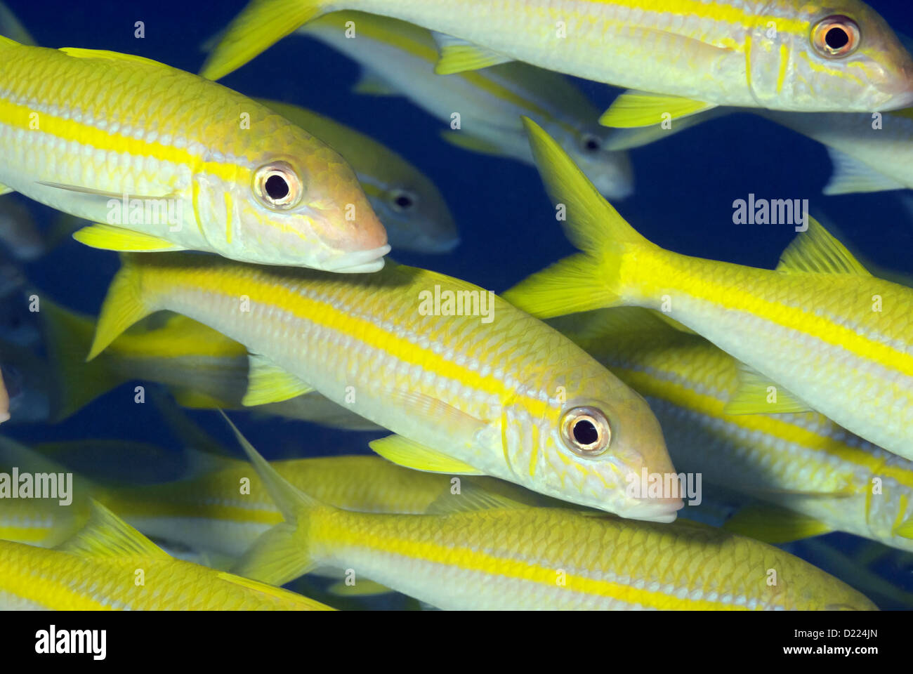 Schulbildung gelb gestreiften Goatfish Mulloidichthys guentheri Great Barrier Reef, Queensland, Australien, Coral Sea Pazifischen Ozean Stockfoto