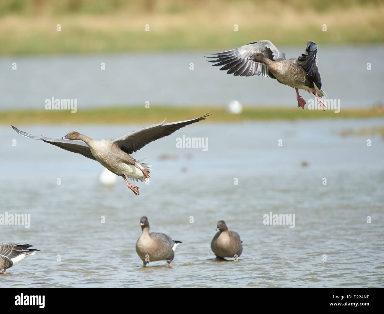 Pink-footed Gänse im Flug Stockfoto