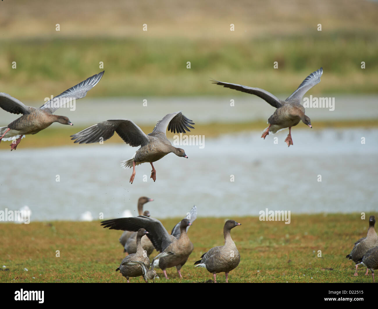 Pink-footed Gänse im Flug Stockfoto