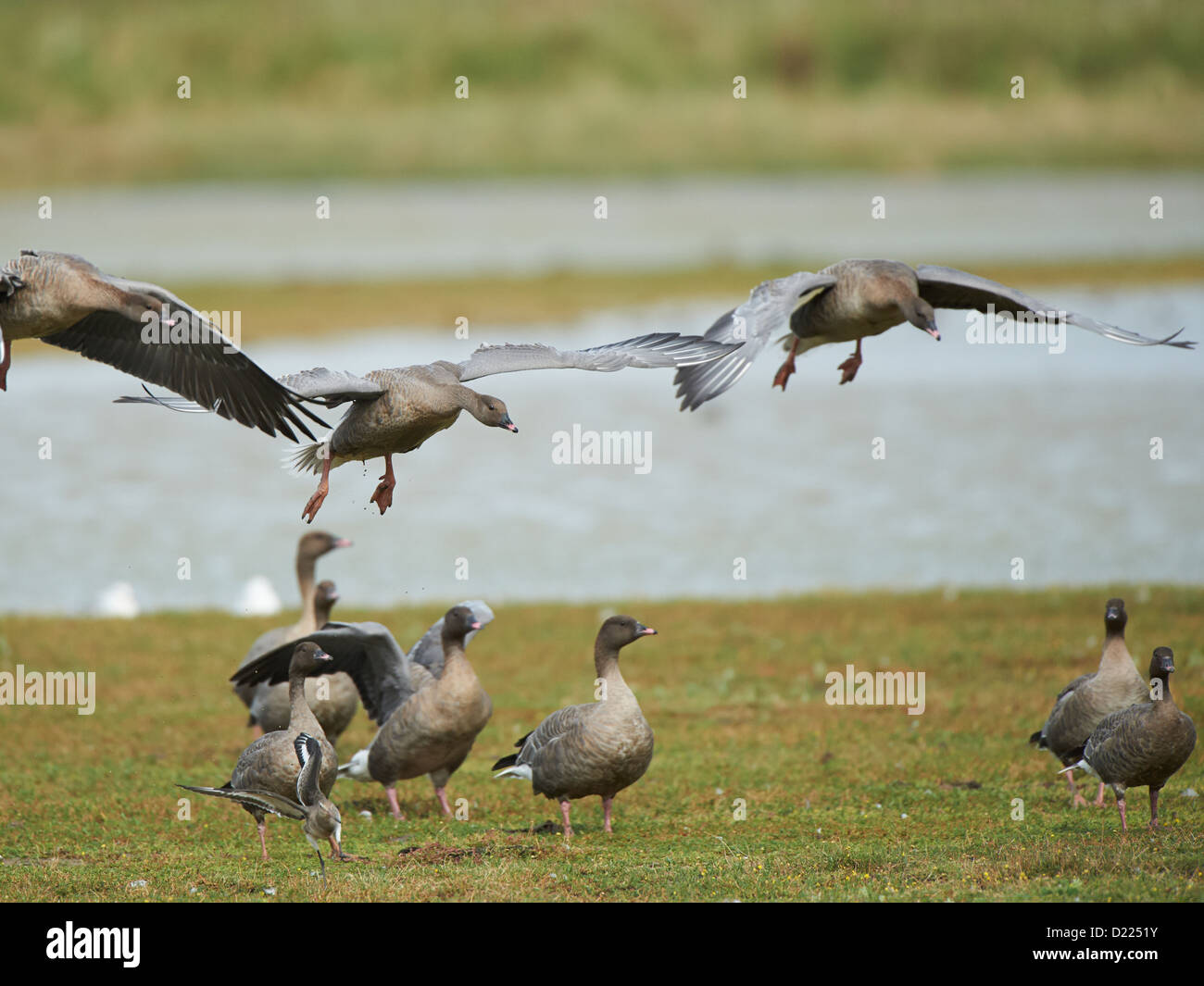 Pink-footed Gänse im Flug Stockfoto