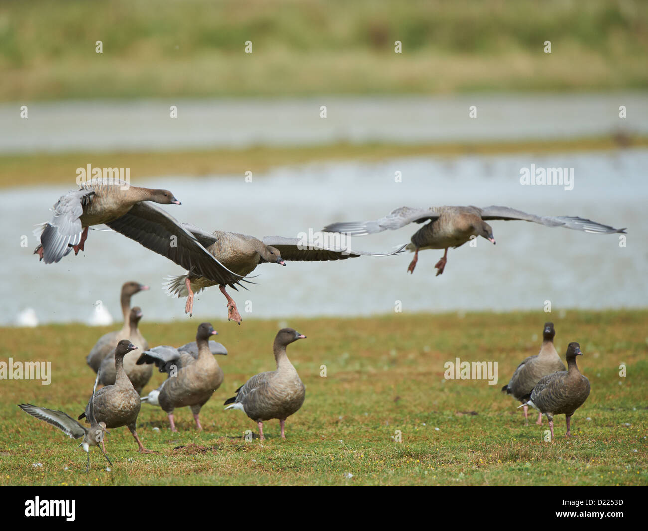 Pink-footed Gänse im Flug Stockfoto