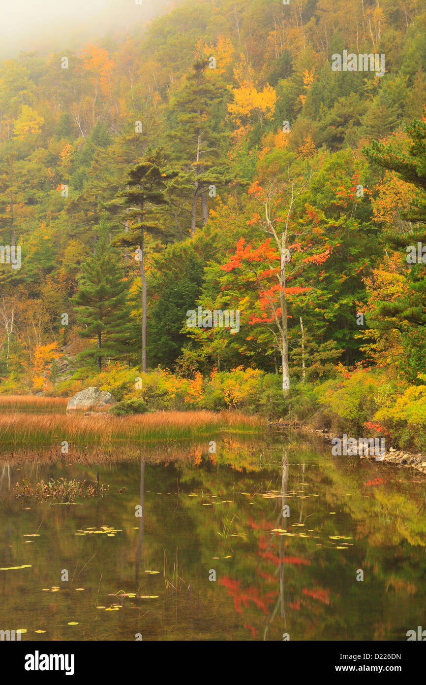 Jessup Pfad, Tarn, wilden Gärten von Acadia, Acadia National Park, Maine, USA Stockfoto