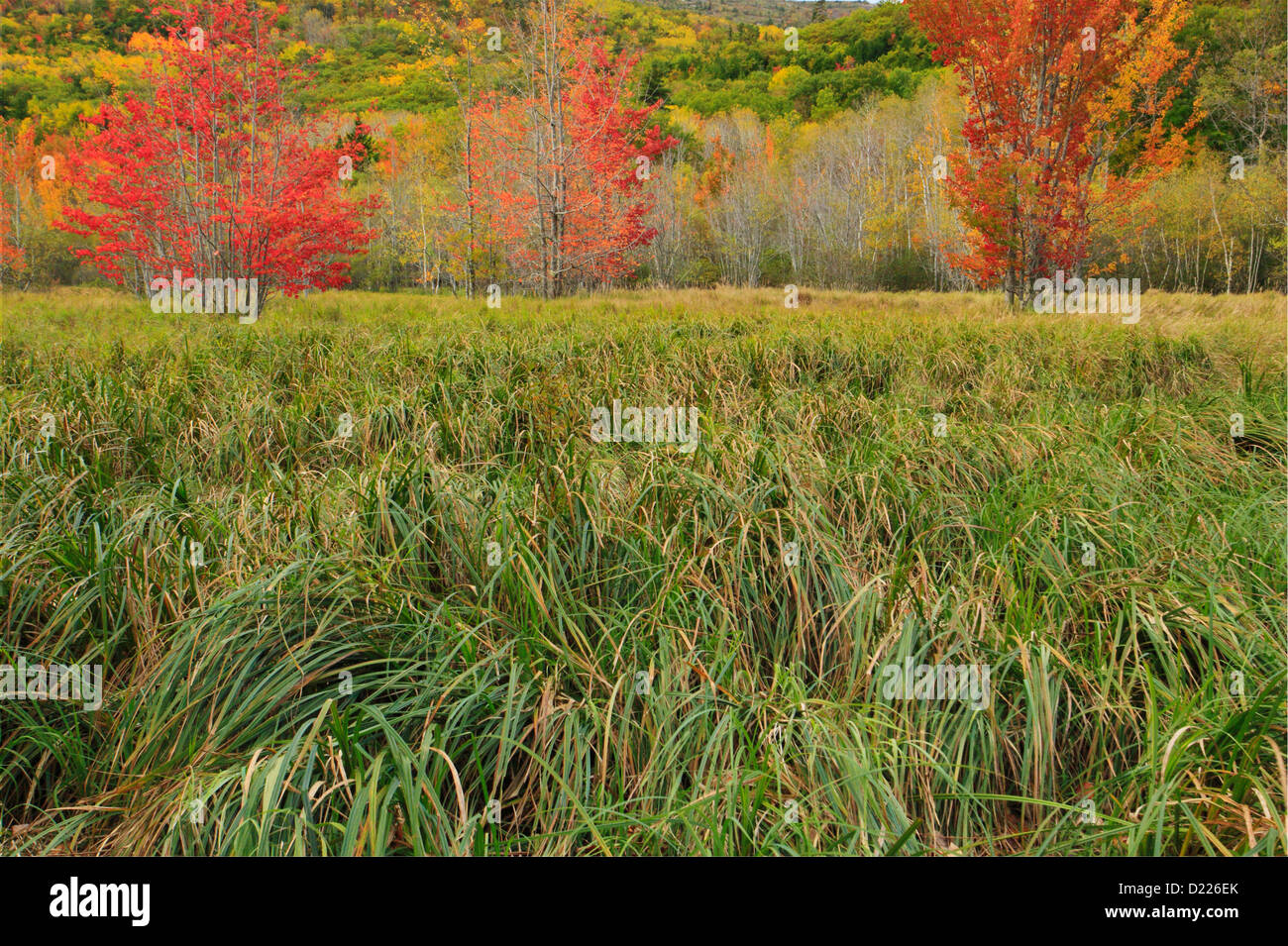 Jessup Pfad, wilden Gärten von Acadia, Acadia National Park, Maine, USA Stockfoto