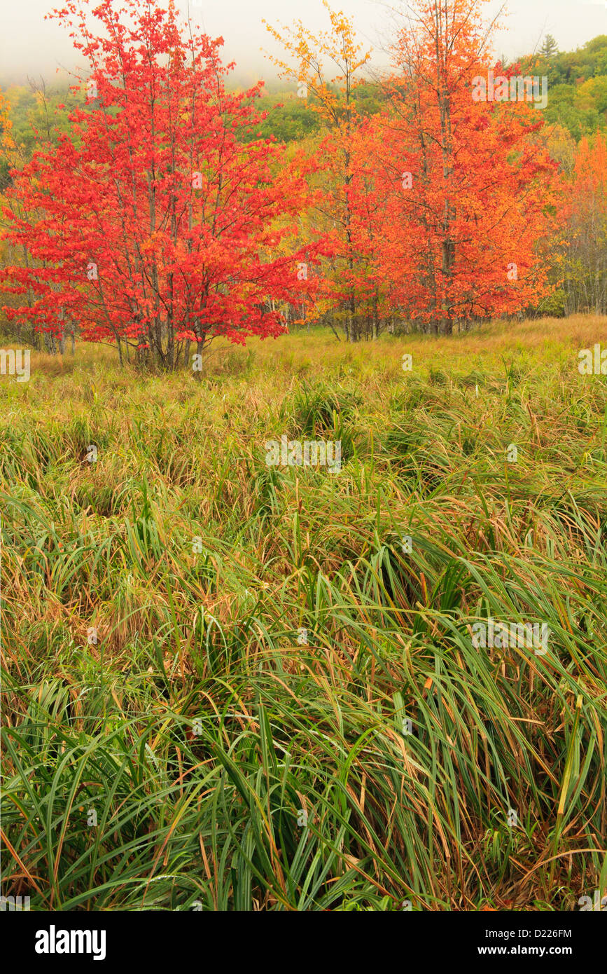 Jessup Pfad, wilden Gärten von Acadia, Acadia National Park, Maine, USA Stockfoto