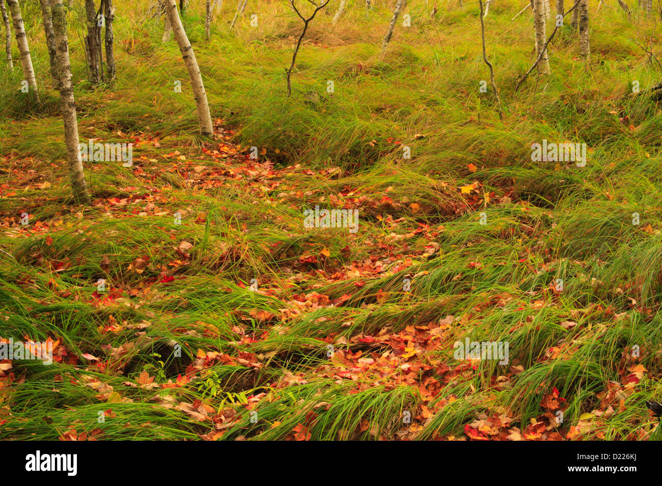 Jessup Pfad, wilden Gärten von Acadia, Acadia National Park, Maine, USA Stockfoto