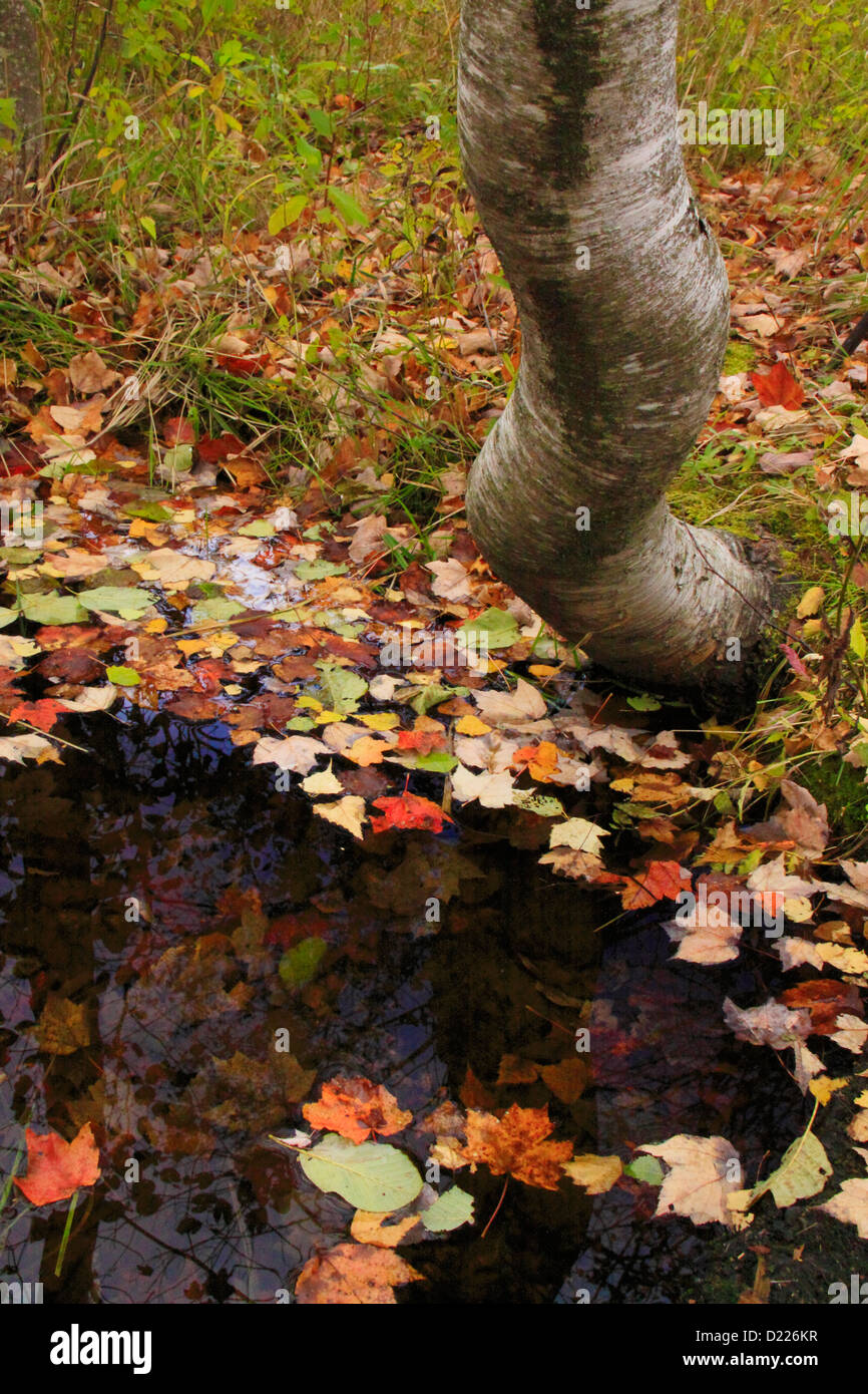 Jessup Pfad, wilden Gärten von Acadia, Acadia National Park, Maine, USA Stockfoto