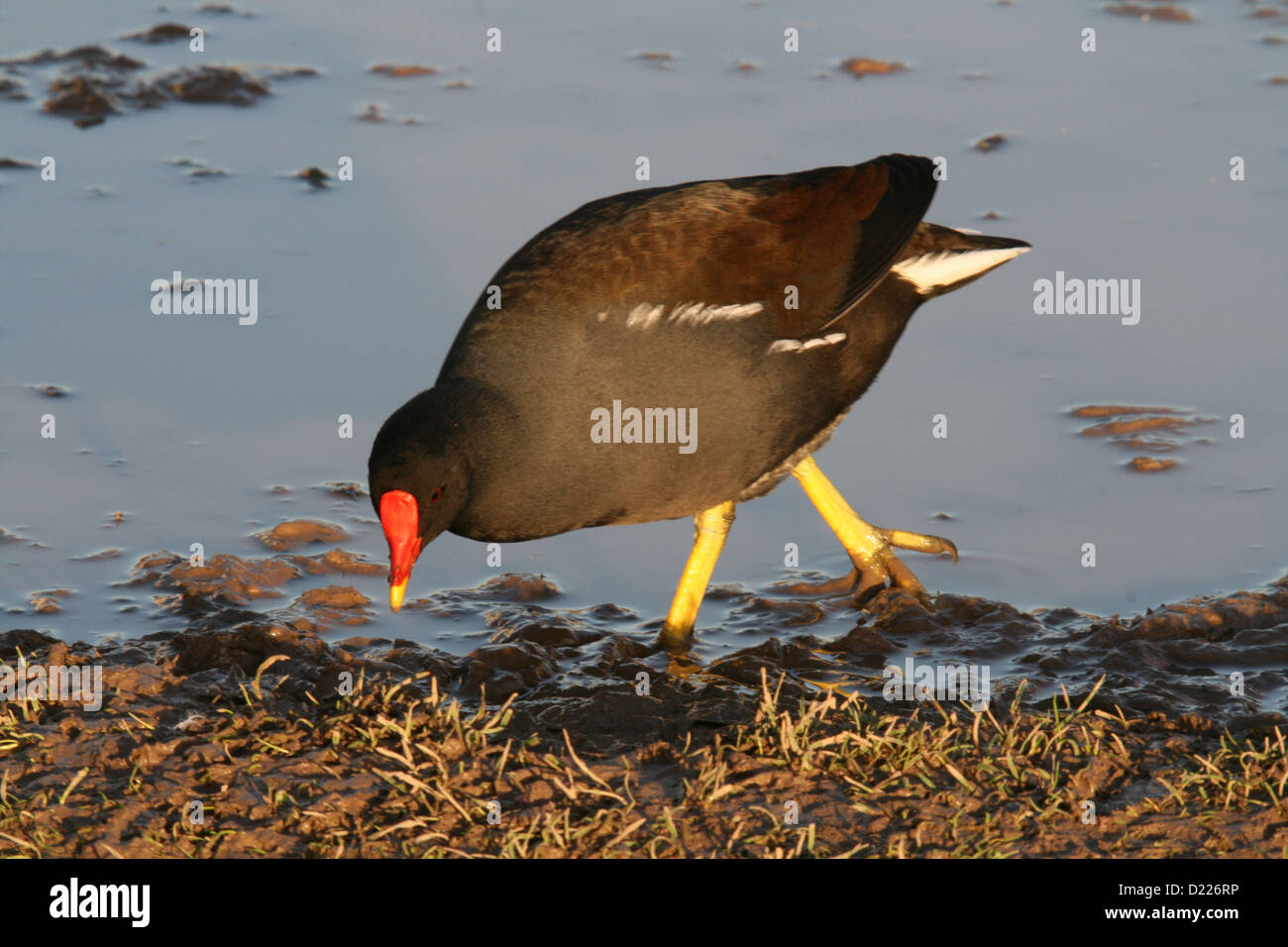 Teichhuhn entlang abfallender Kante. Stockfoto