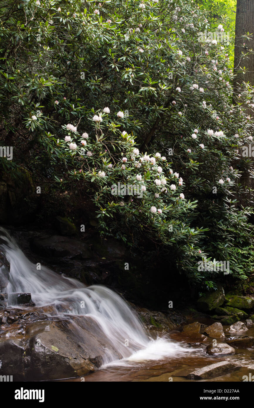 Rhododendron Blüte neben Laurel fällt, einen Wasserfall in den Smokey Mountains. Stockfoto