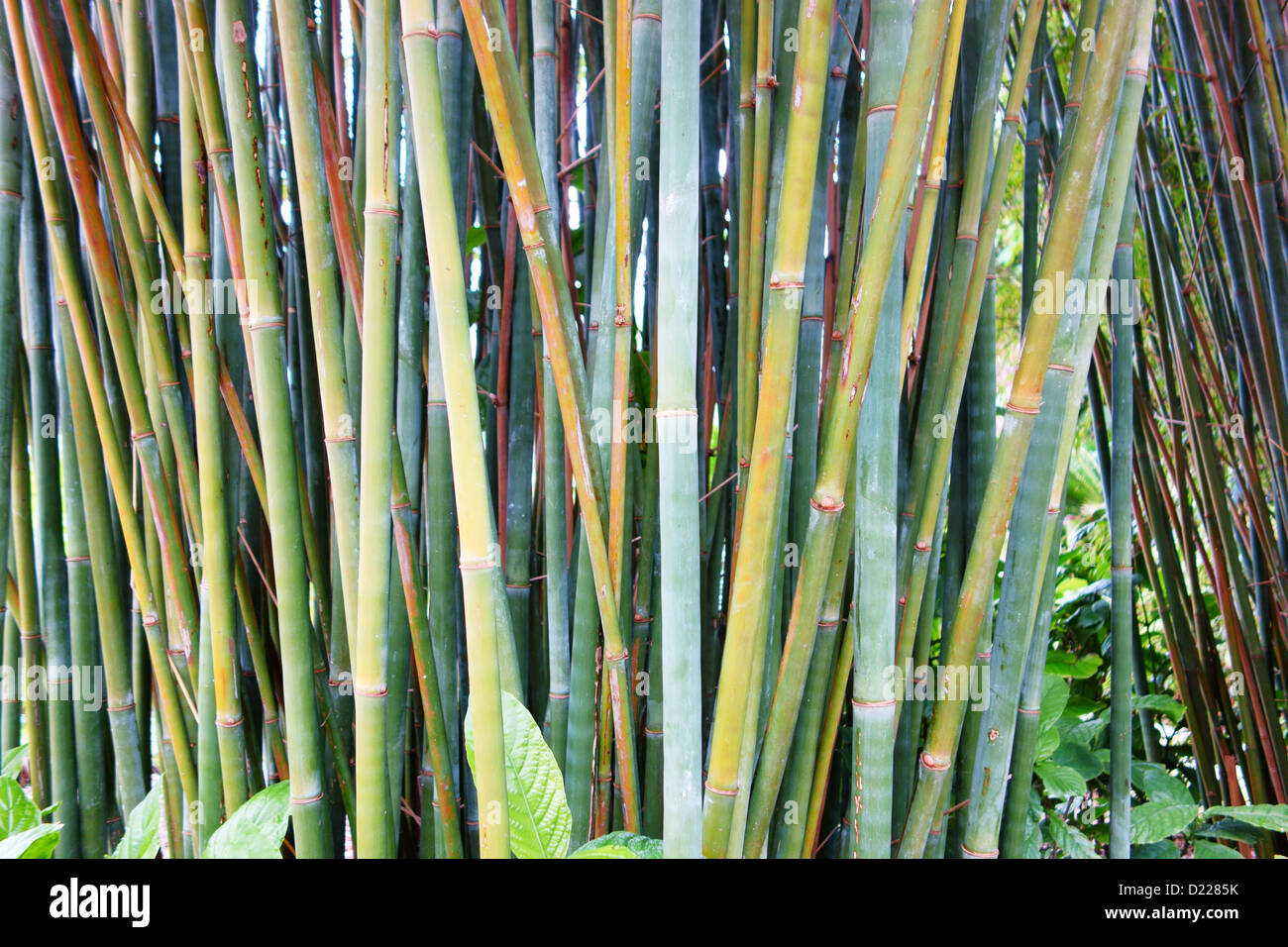 bambus anzucht Bambus 'Aureosulcata Spectabilis' - Phyllostachys aureosulcata spectabilis