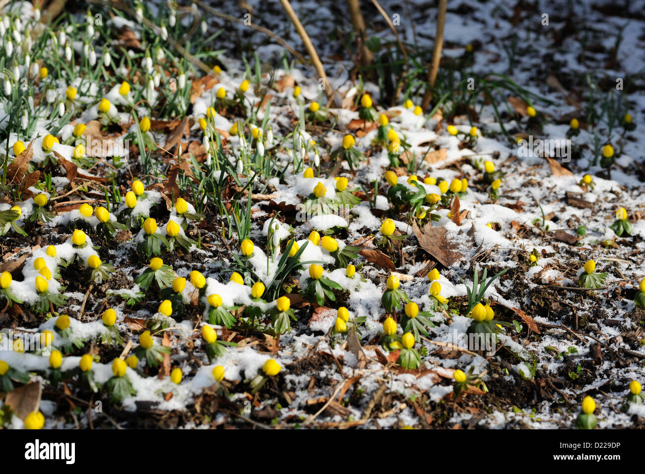 Suedeuropaeischer Winterling (Eranthis Hyemalis) Winter Aconitum • Baden-Württemberg, Deutschland Stockfoto
