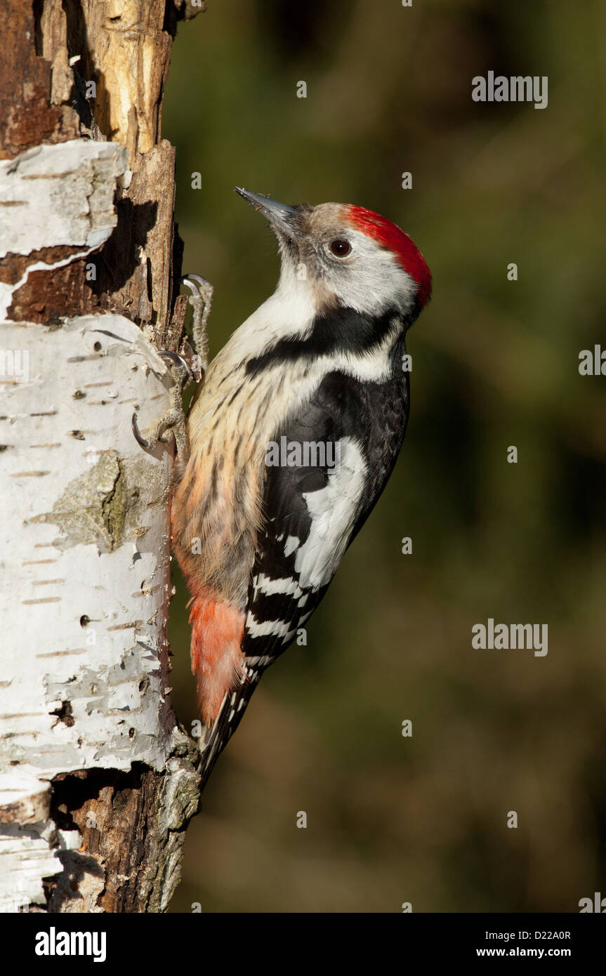 Mittelspecht (Dendrocopos Medius, Picoides Medius) Middle spotted Woodpecker • Baden-Württemberg, Deutschland Stockfoto