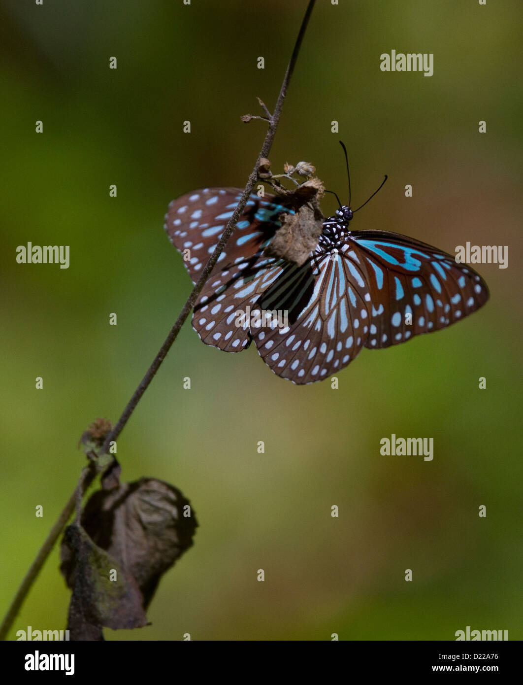 CEYLON blaue GLASIG TIGER Schmetterling (Ideopsis Similis) Koh Ra, Süd-Thailand. Stockfoto