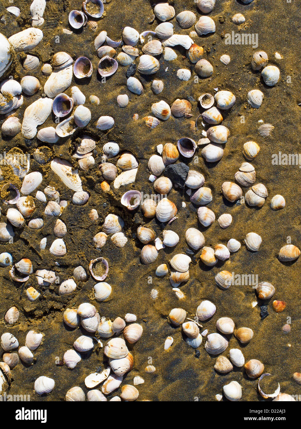 Muscheln am sandigen Strand von Te Arai Punkt, Mangawhai, Northland, Nordinsel, Neuseeland. Stockfoto