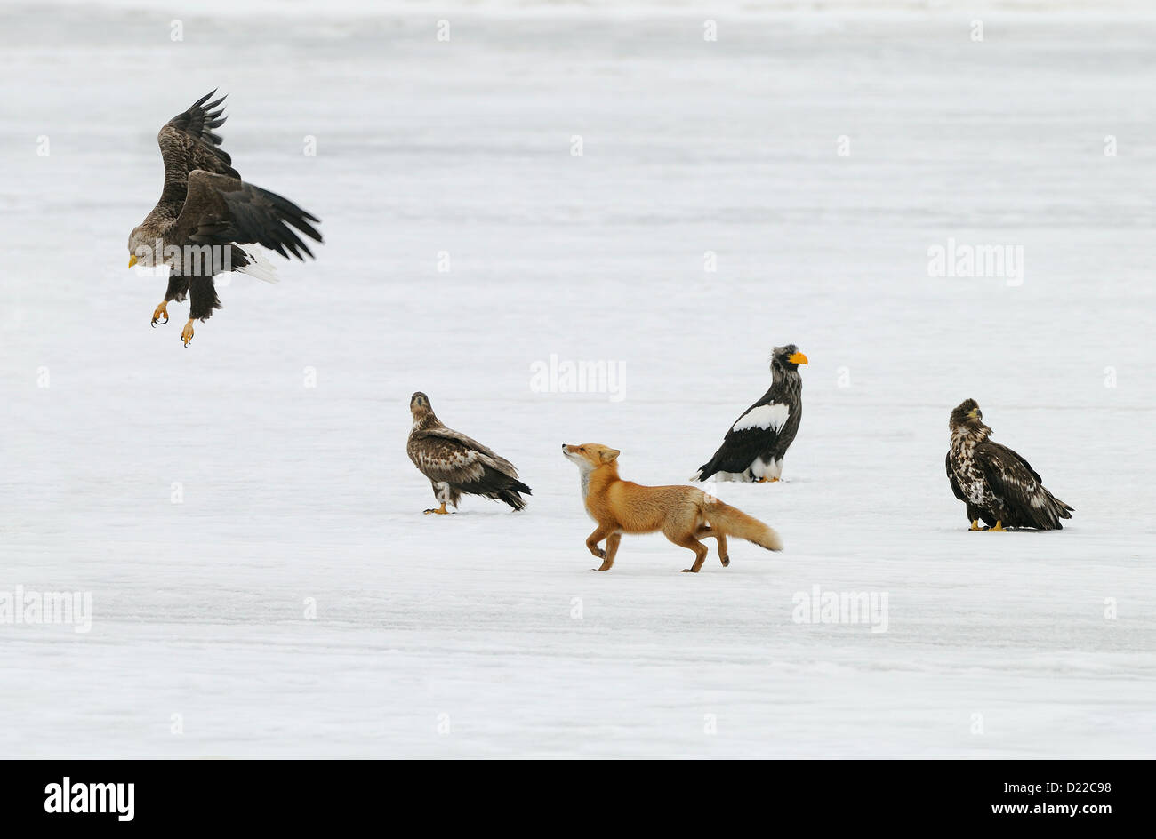 Japanischer Rotfuchs mit Fisch und umgeben von Seeadler und Stellers Seeadler auf dem Eis und Schnee Feld am See. Hokkaido Stockfoto