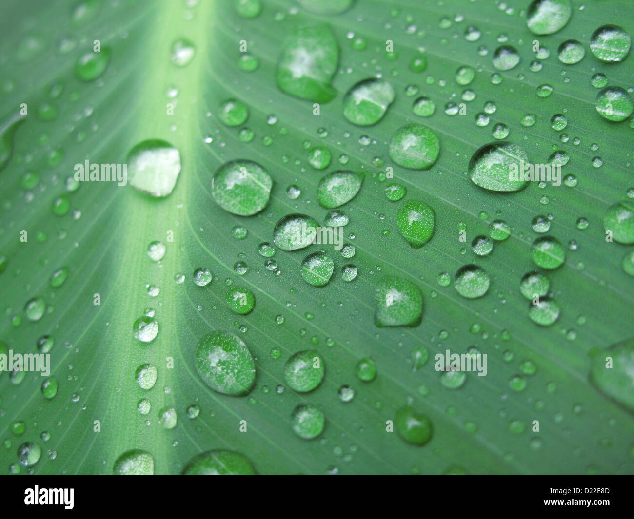 Makro des Blattes mit Wasser Tropfen Stockfoto