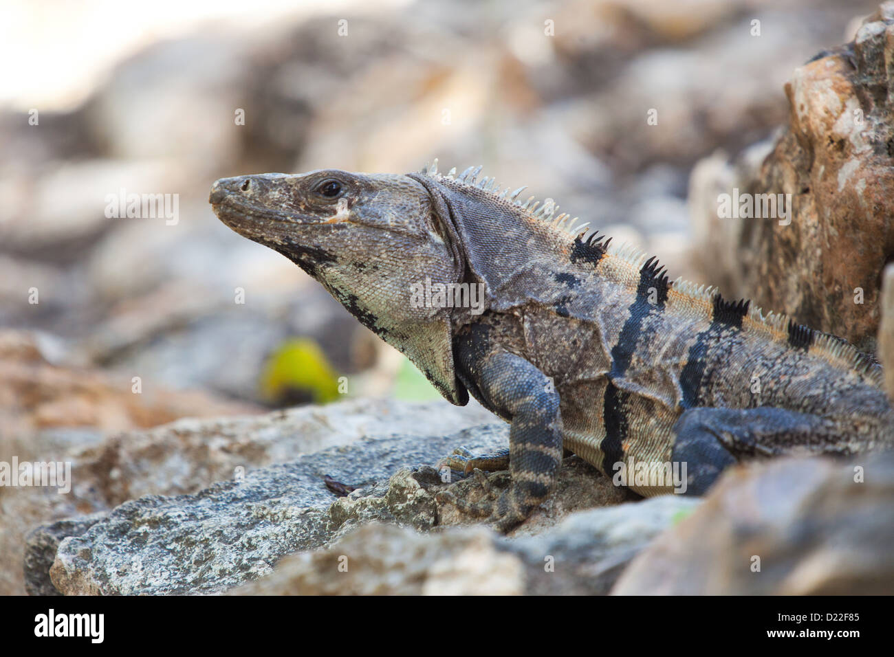 Leguan Eidechse sitzt auf einem Felsen an einem sonnigen Tag Stockfoto