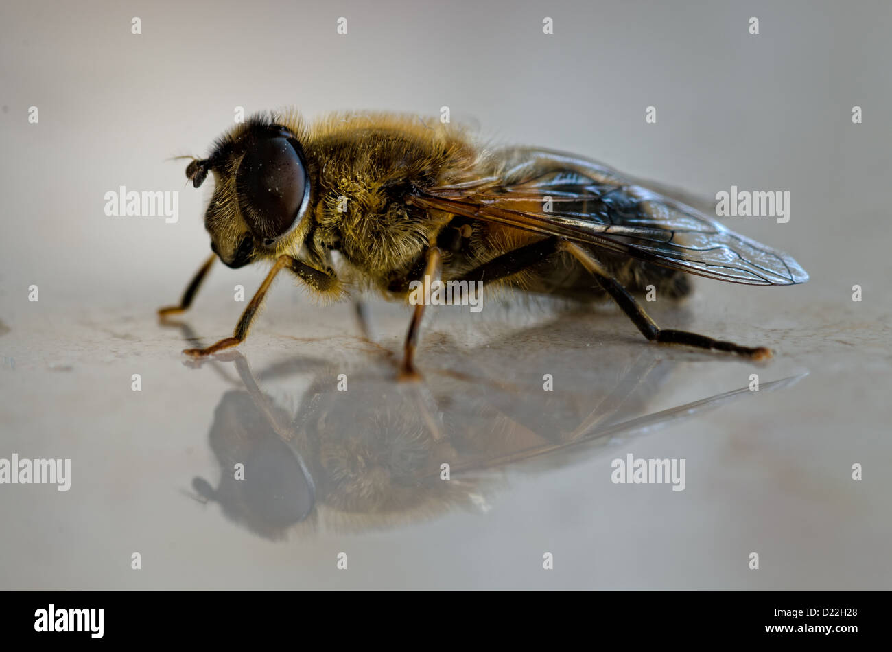 Nahaufnahme von einer Wespe mit Reflexion Stockfoto