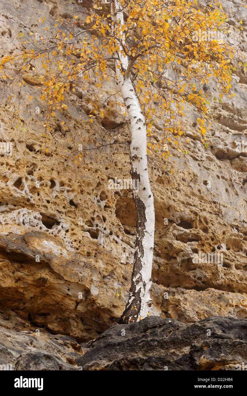Silver Birch Tree und Sandstein Felsen, Ceske Svycarsko, Nord-Böhmen, Tschechische Republik. Stockfoto