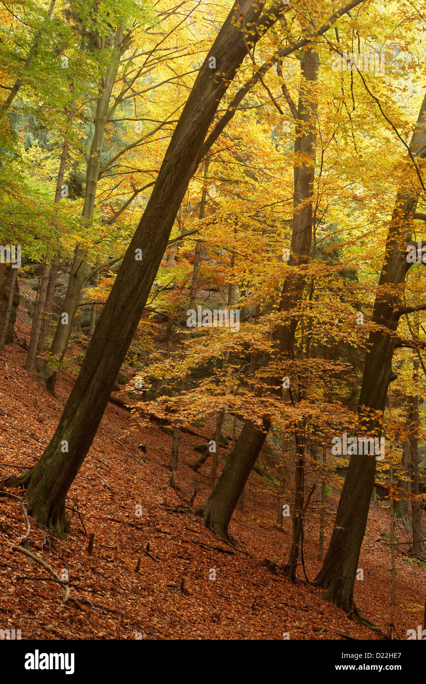 Buchenholz in Herbstfarben, Ceske Svycarsko, Nord-Böhmen, Tschechische Republik Stockfoto
