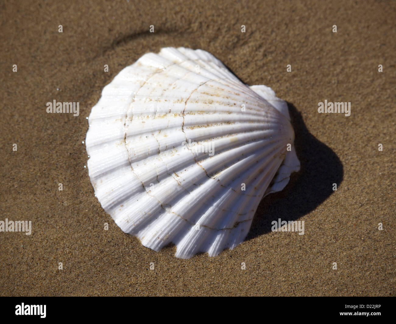 Shell in senden am Strand nahe dem Meer Stockfoto