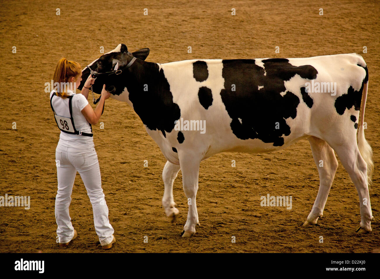 Kuh-Wettbewerb an der New York State Fair Syracuse Stockfoto