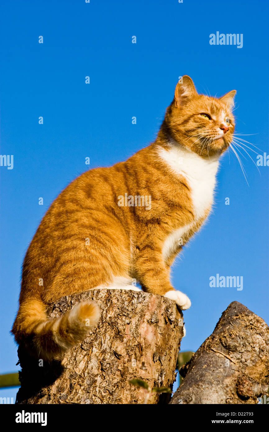 Ein Ingwer & White Kater thront in einem Baum Stockfoto